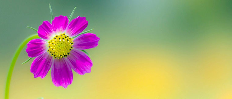 �����㣬˪����